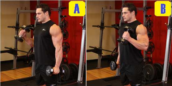 alternate hammer curl.png