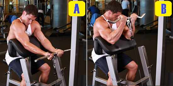 cable preacher curl.png