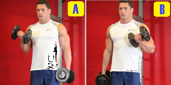 dumbbell alternate curl.png
