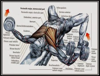 dumbbell-fly-hareketi.jpg