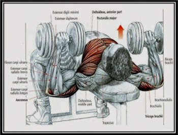 dumbbell-press-hareketi.jpg