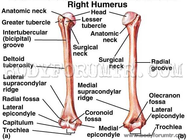 humerus.jpg