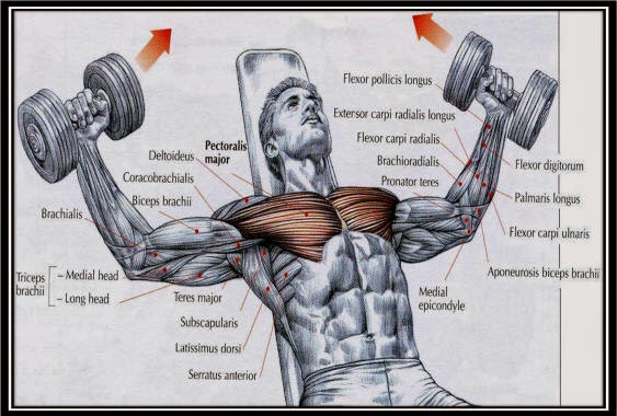 INCLINE DUMBBELL FLY.jpg