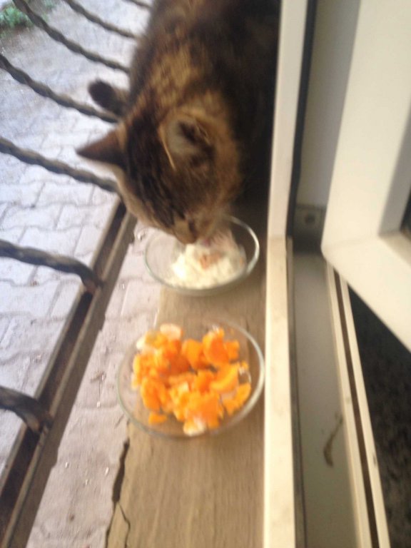 kedi2.jpg