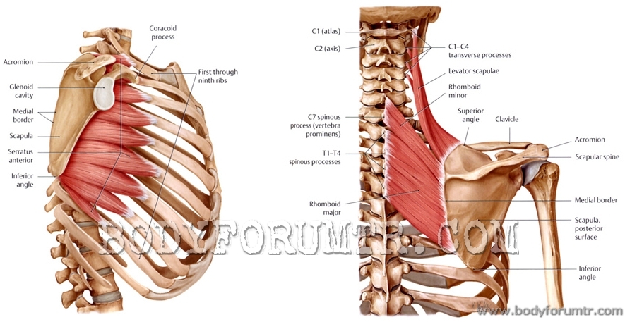 shoulderx_obl_vw.jpg